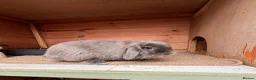 Mini Lion Lop rabbits for sale: Bella  - Advert 2