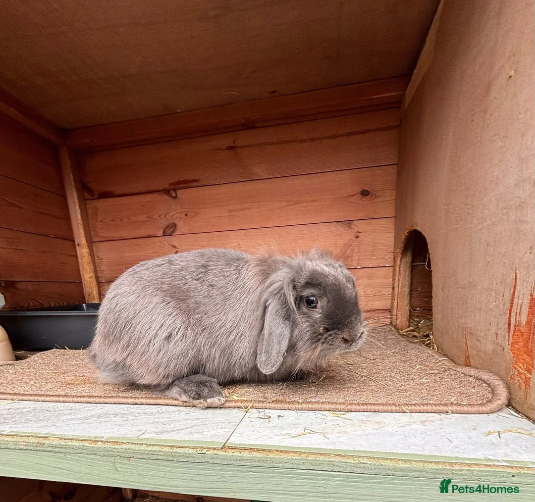 Mini Lion Lop rabbits for sale: Bella  - Advert 2