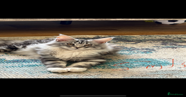 Maine Coon cats - Advert 1