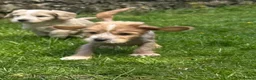 Mixed Breed dogs for sale: Chinese crested cross cocker spaniel in Abergavenny - Advert 15