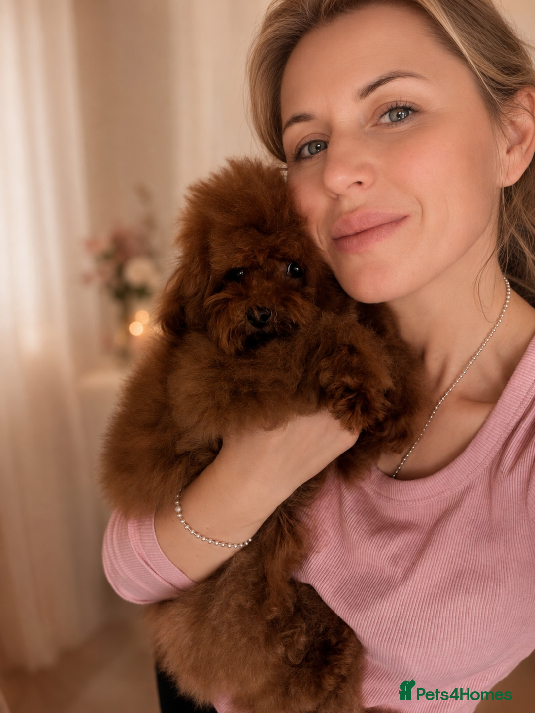 Toy Poodle dogs 🧝🏼‍♀️🦋✨ Stunning Red Asian Poodle girl, UK  - Advert 2