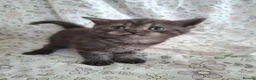 British Shorthair cats for sale: Black smoked tabby British Shorthair in Chesterfield - Advert 6