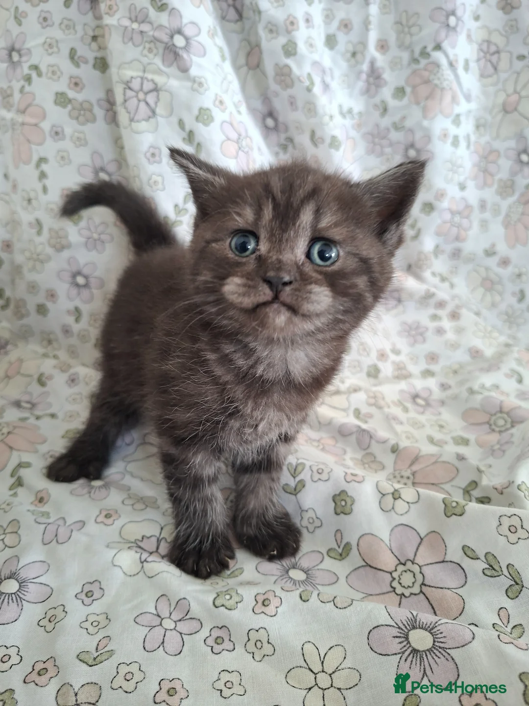 British Shorthair cats for sale: Black smoked tabby British Shorthair in Chesterfield - Advert 6