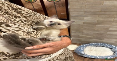 Ragdoll cats - Advert 4