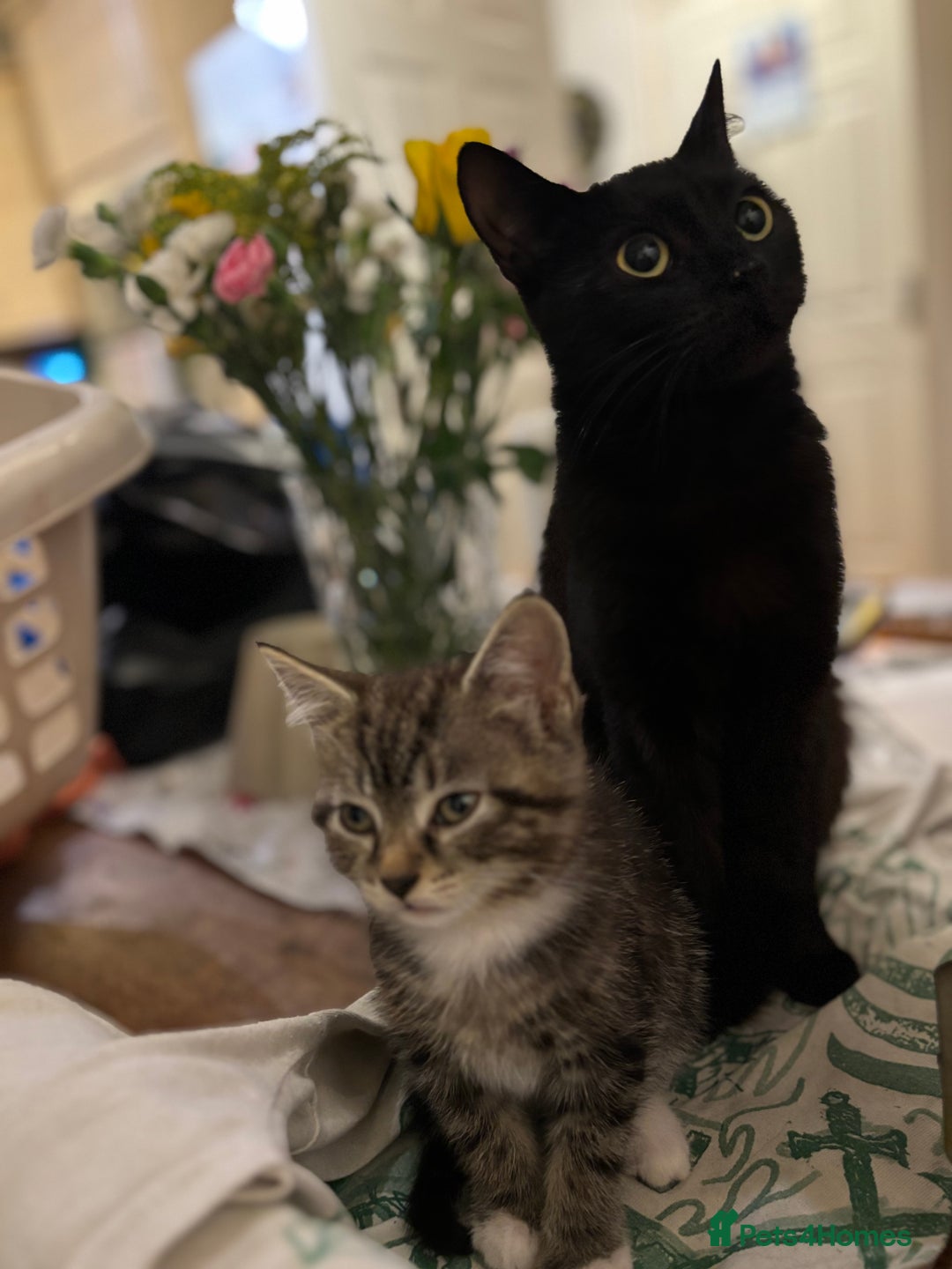Domestic Shorthair cats for sale: Two gorgeous kittens - Tabby girl and tuxedo boy - Image 6