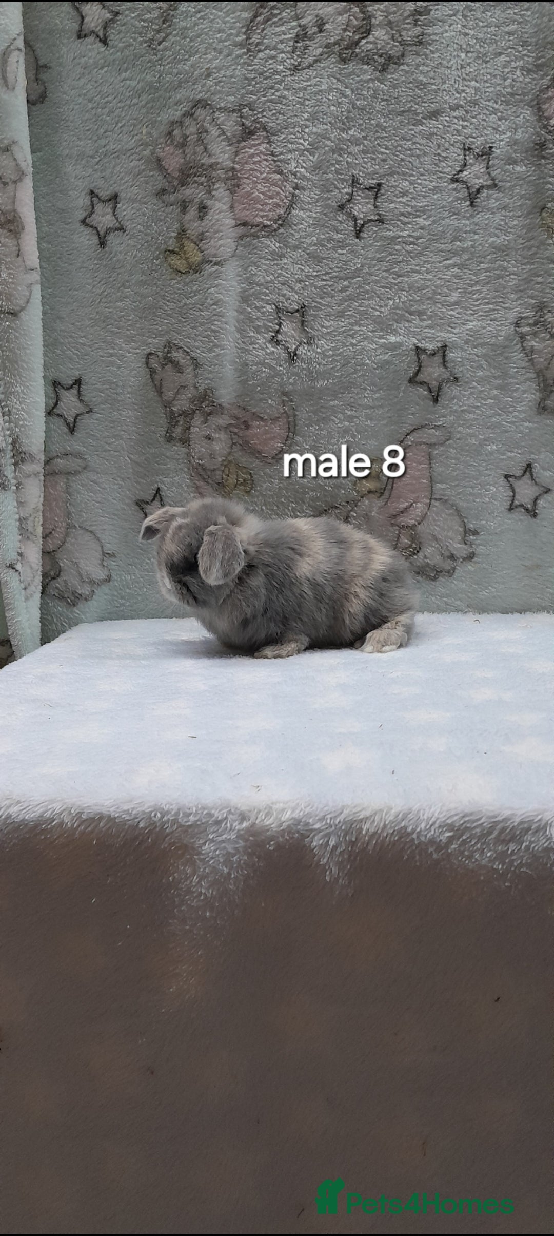 Mini Lop rabbits for sale: Purebred mini lops ready to reserve  - Advert 16