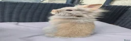 Lionhead rabbits for sale: Lion head babies.  - Advert 7
