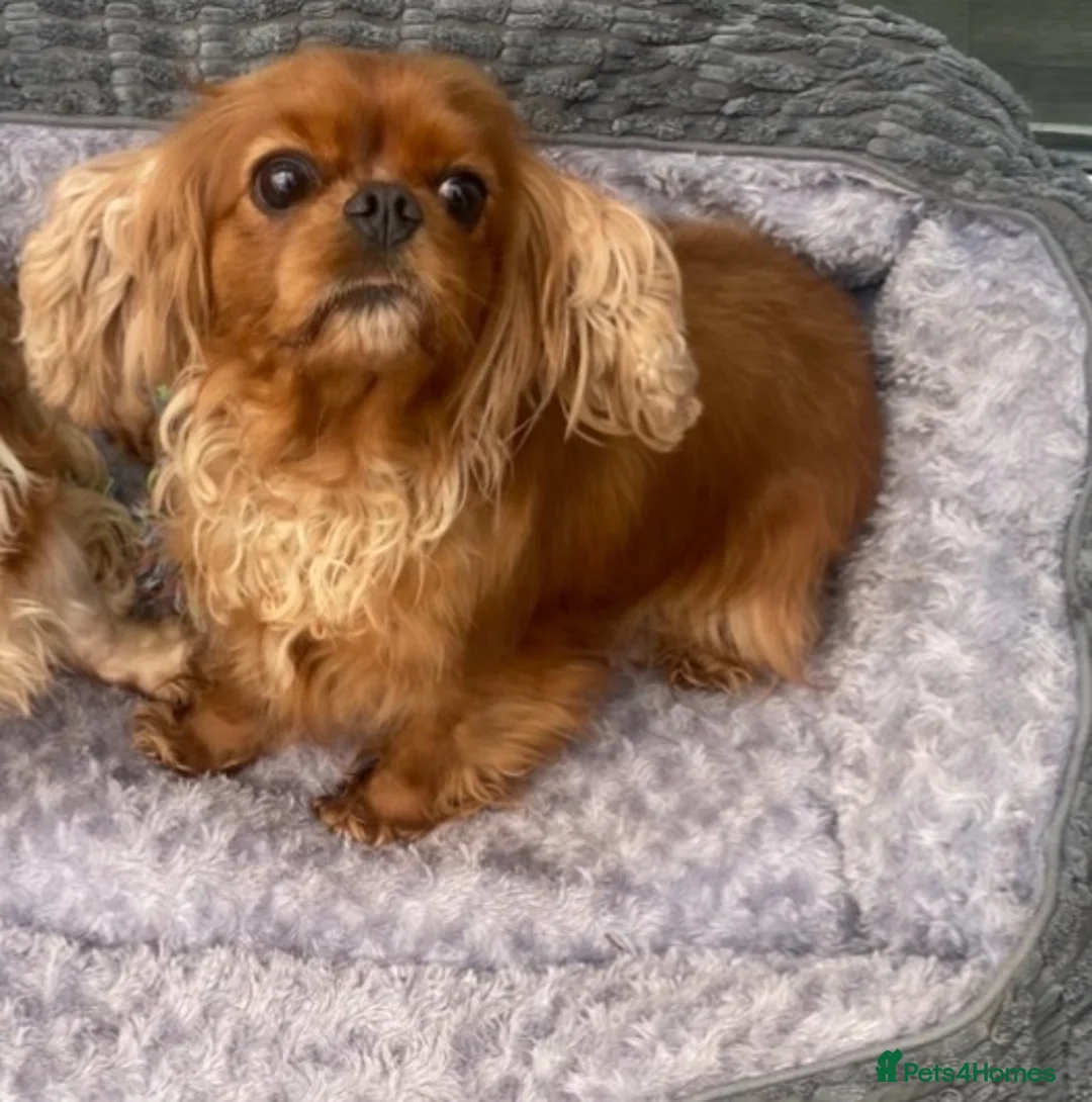 Cavalier King Charles Spaniel dogs for sale: Cavalier King Charles Adult female  - Advert 2