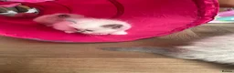 Ragdoll cats for sale: Ragdoll kittens pedigree  in Ellesmere Port - Advert 14