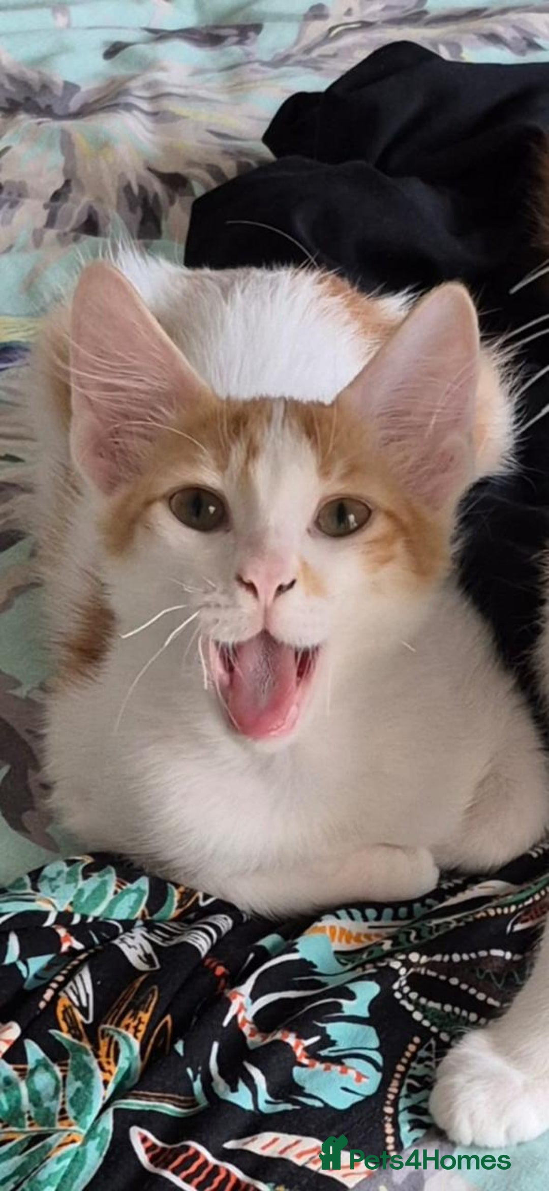 Mixed Breed cats for adoption: HARLEY & BOB BONDED BOYS 4M NEUTERED -VACCINATED  - Image 2
