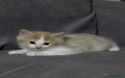 British Longhair cats for sale: 3 male kittens for sale  in Harrow - Image 11