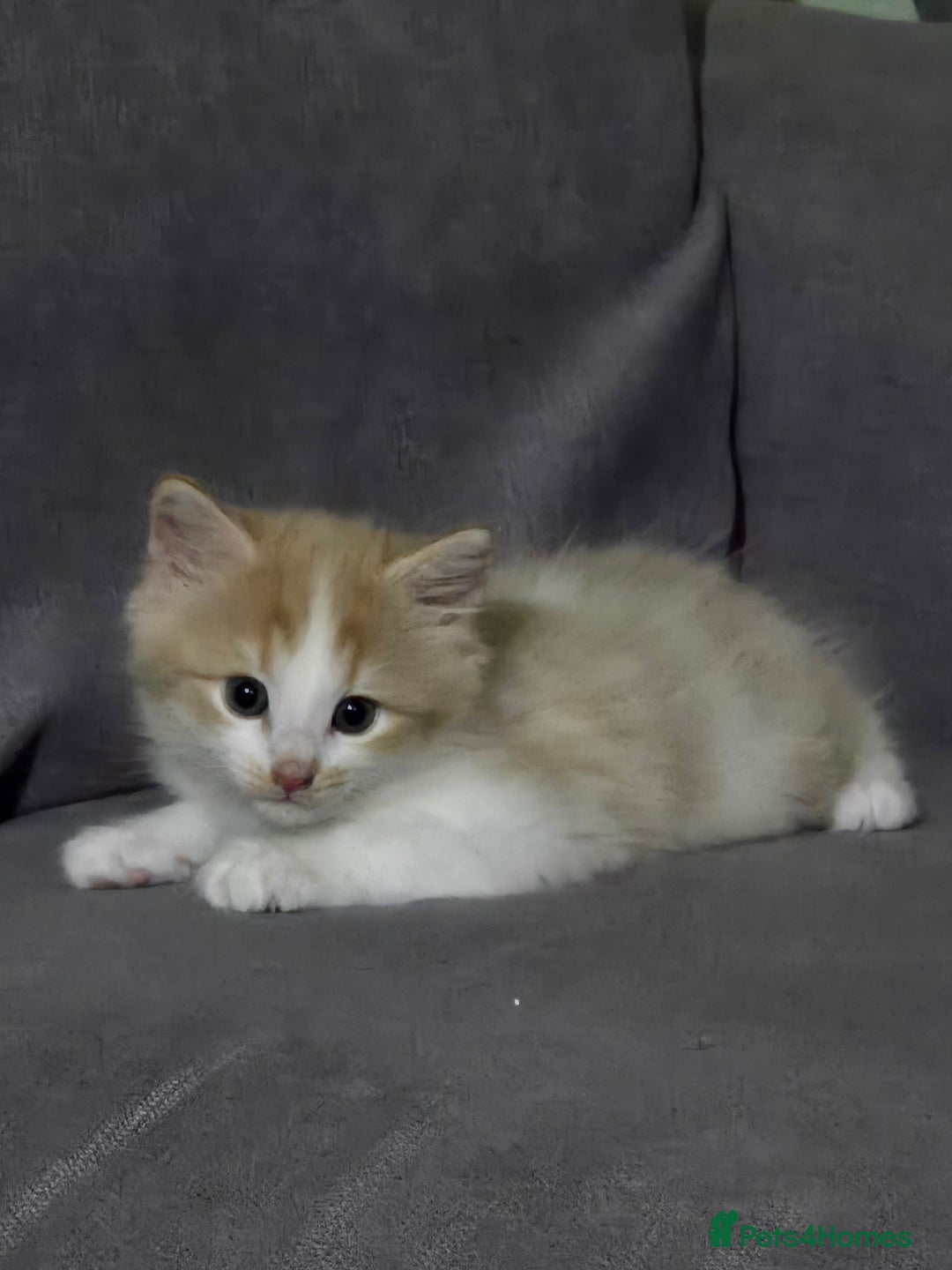 British Longhair cats for sale: 3 male kittens for sale  in Harrow - Image 11