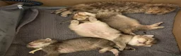 British Shorthair cats for sale: TICA reg Black Golden Kittens - Advert 3