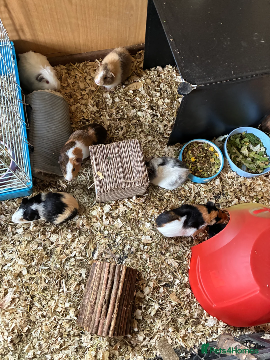 Guinea Pig rodents for sale: Baby pigs for sale !  - Advert 10