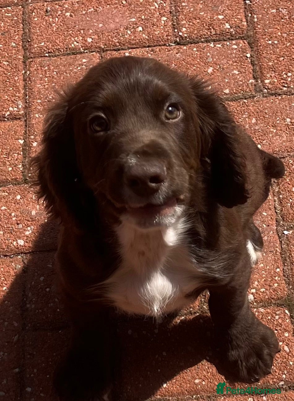 Cocker Spaniel dogs Chocolate cocker spaniel💙 - Advert 17