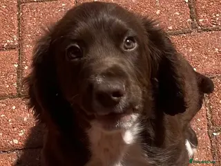 Cocker Spaniel dogs Chocolate cocker spaniel💙 - Advert 17