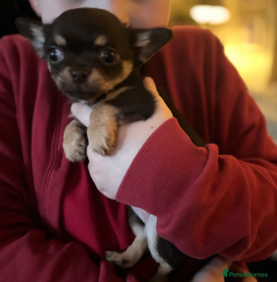 Chihuahua dogs for sale: Chocolate chihuahua boys ready now  - Advert 23
