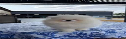 Pomeranian dogs for sale: SHOW QUALITY KOREAN WHITE POMERANIAN PUPPIES  - Advert 4