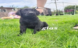 Labrador Retriever dogs for sale: Labrador puppies - Image 3