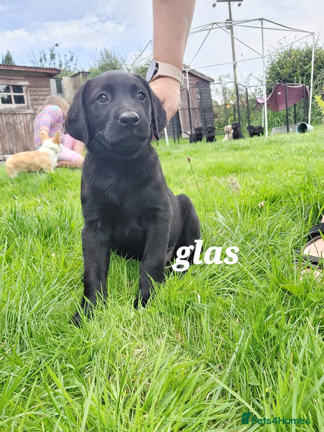 Labrador Retriever dogs for sale: Labrador puppies - Image 3