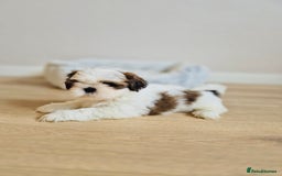 Shih Tzu dogs for sale: Shihtzu  - Image 16