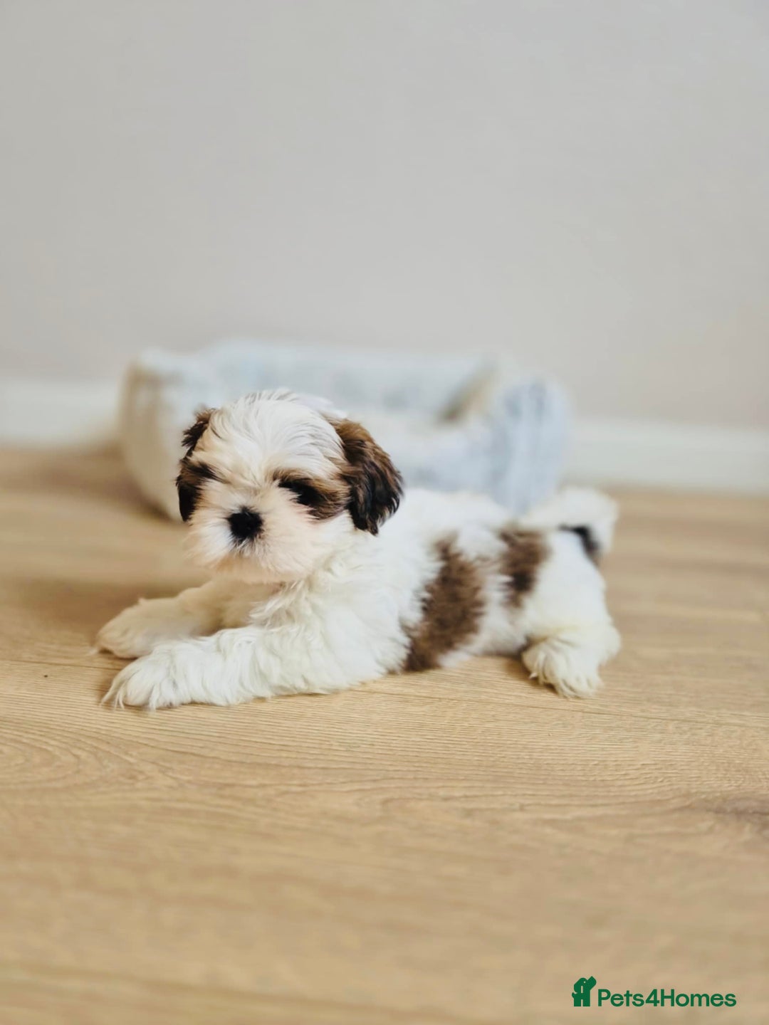 Shih Tzu dogs for sale: Shihtzu  - Image 16