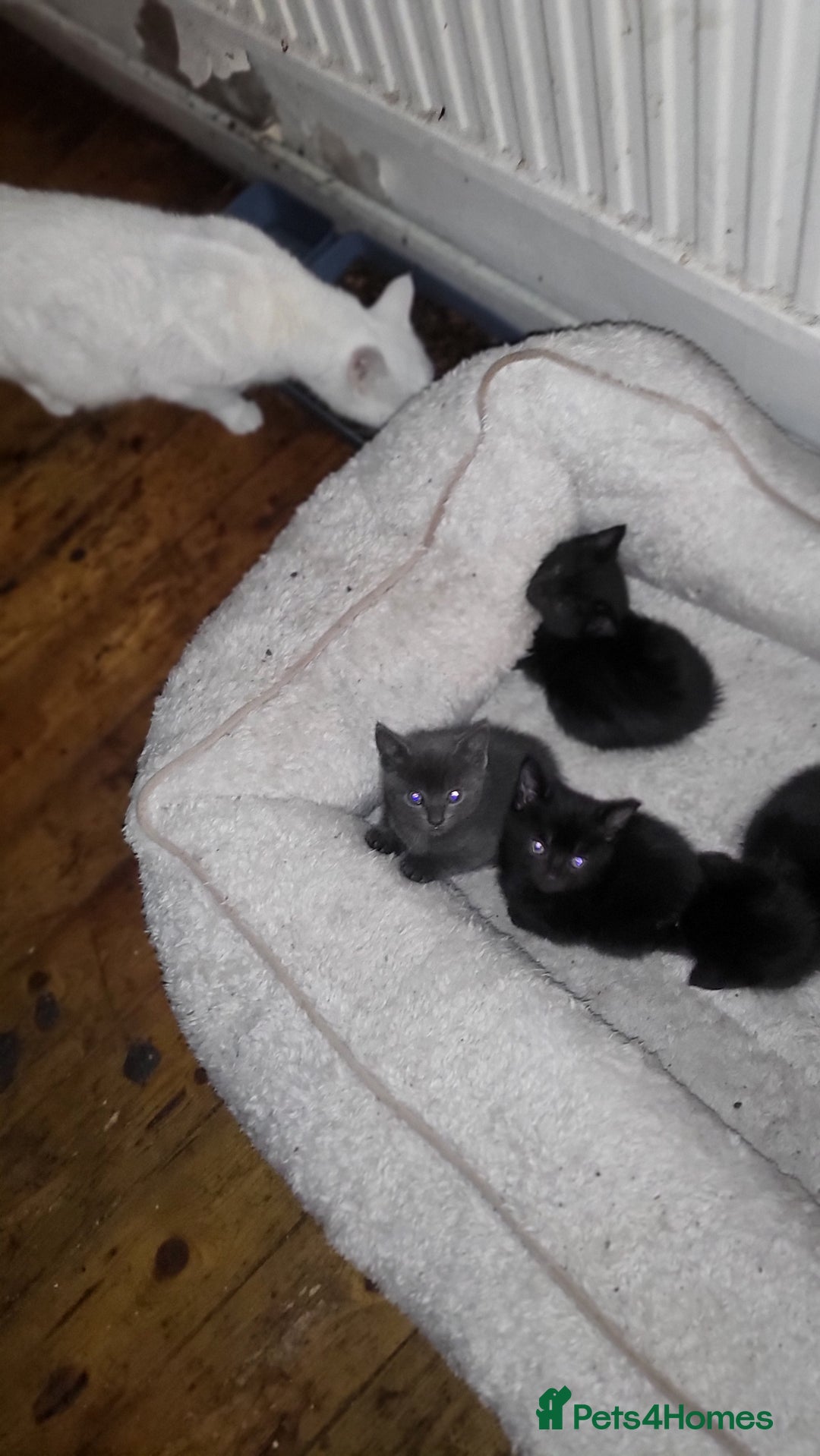 Mixed Breed cats for sale: 7 lovely kittens  - Advert 10