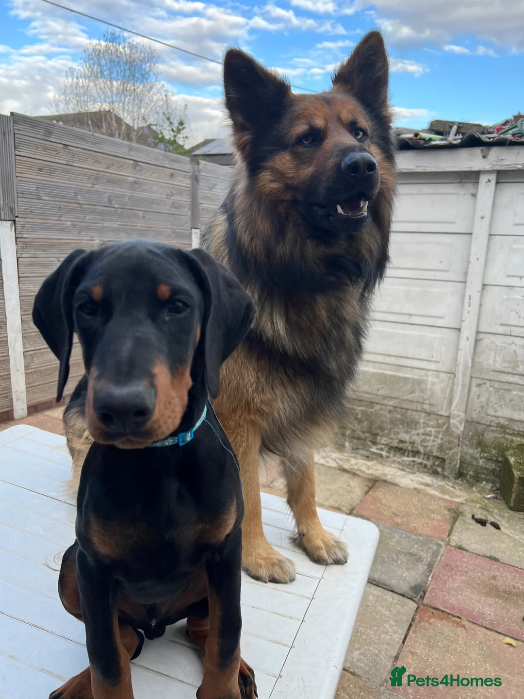 German Shepherd dogs for stud: Zeus available for Stud - Advert 11