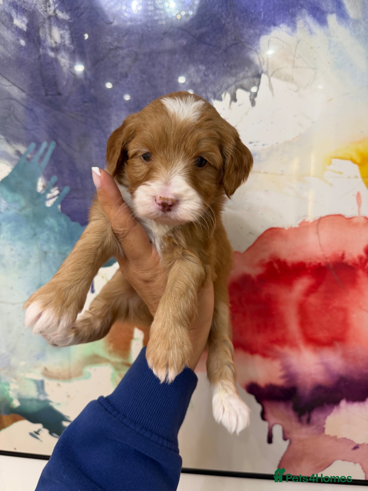 Labradoodle dogs Stunning Miniature Labradoodles Licensed   - Advert 2