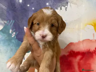 Labradoodle dogs Stunning Miniature Labradoodles Licensed - Advert 2