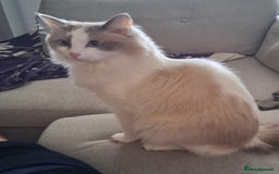 Ragdoll cats for sale: Handsome male ragdoll  - Image 3