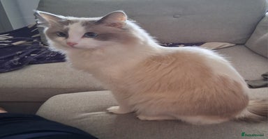 Ragdoll cats - Advert 2