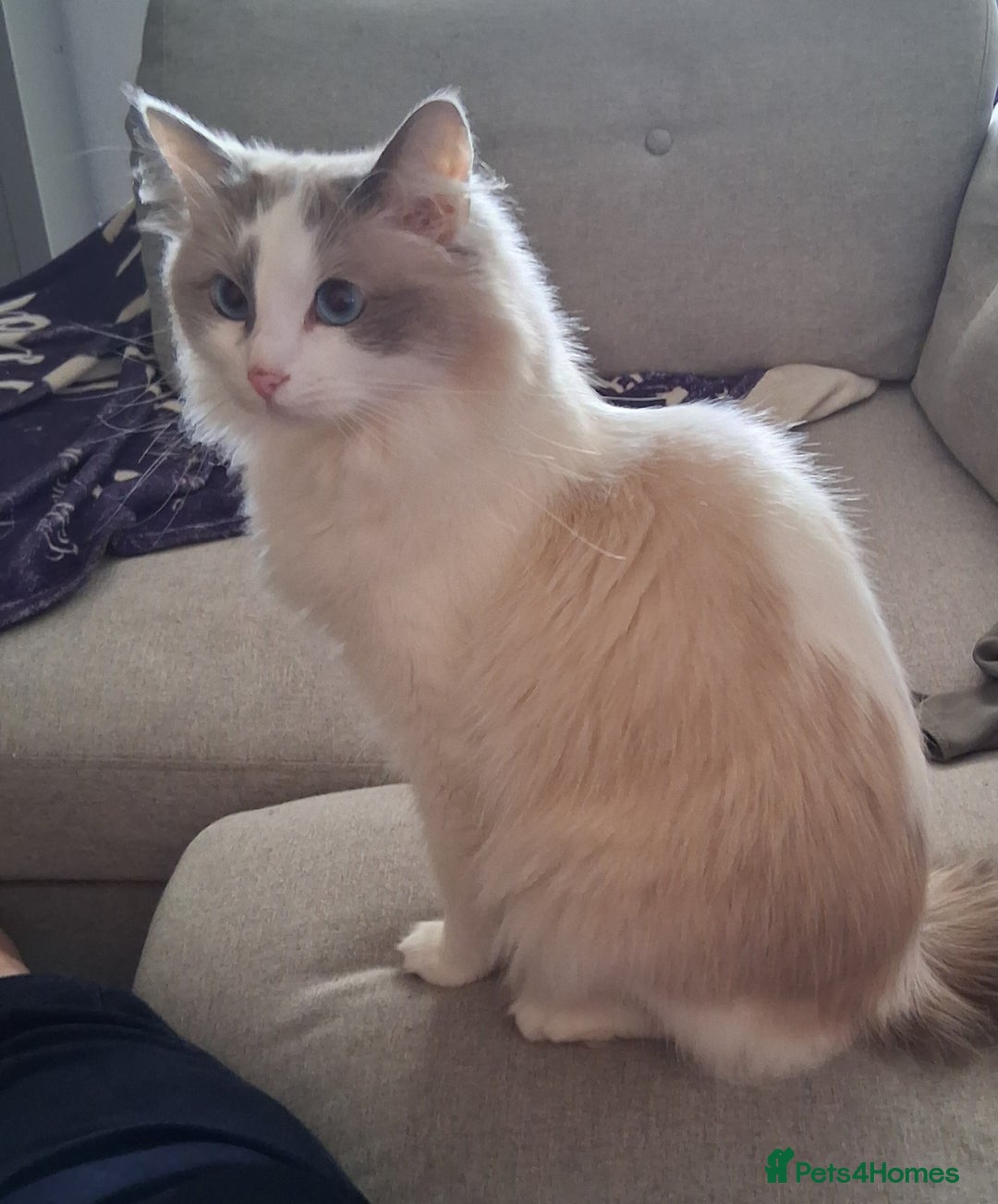 Ragdoll cats for sale: Handsome male ragdoll  - Image 3