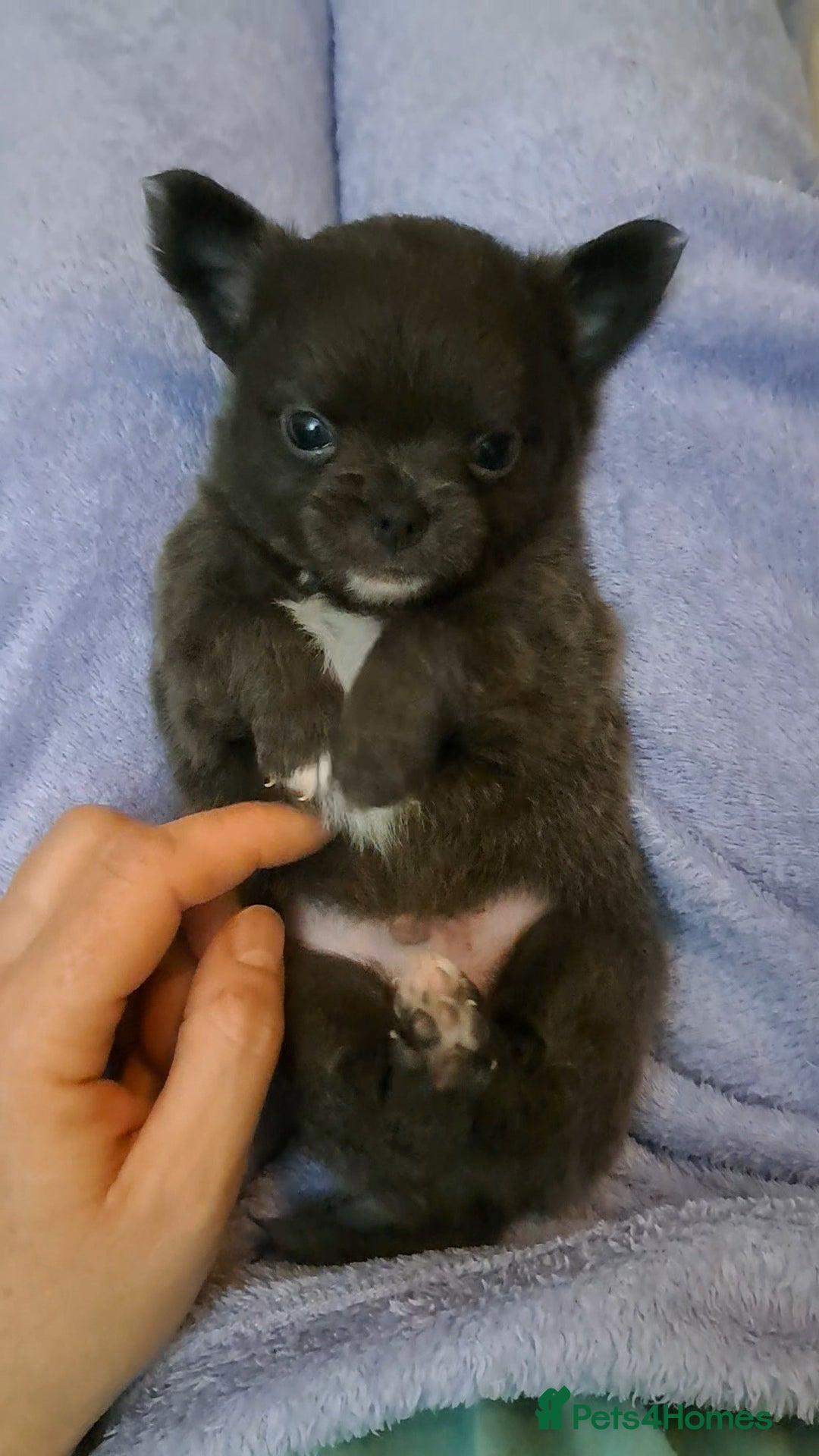 Chihuahua dogs Long Coat Chihuahua Puppies for Sale - Advert 14