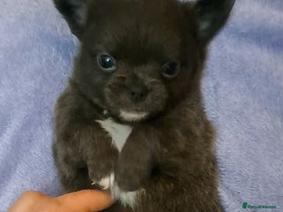 Chihuahua dogs Long Coat Chihuahua Puppies for Sale - Advert 14