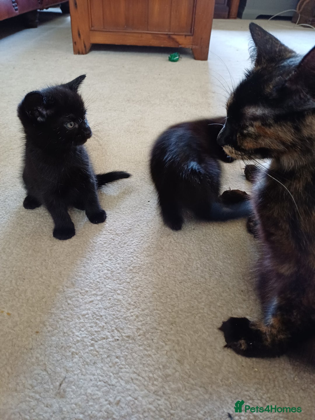 European cats for sale: 2 Adorable Kittens for new homes - Image 4