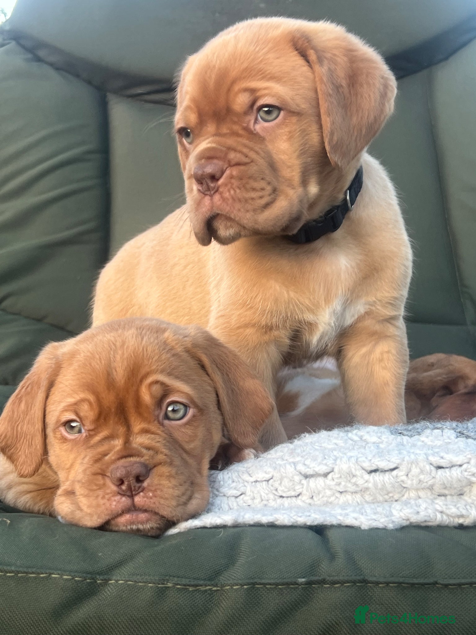 Dogue De Bordeaux dogs Stunning chunky dogue de Bordeaux puppy’s  - Advert 6