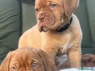 Dogue De Bordeaux dogs Stunning chunky dogue de Bordeaux puppy’s - Advert 6