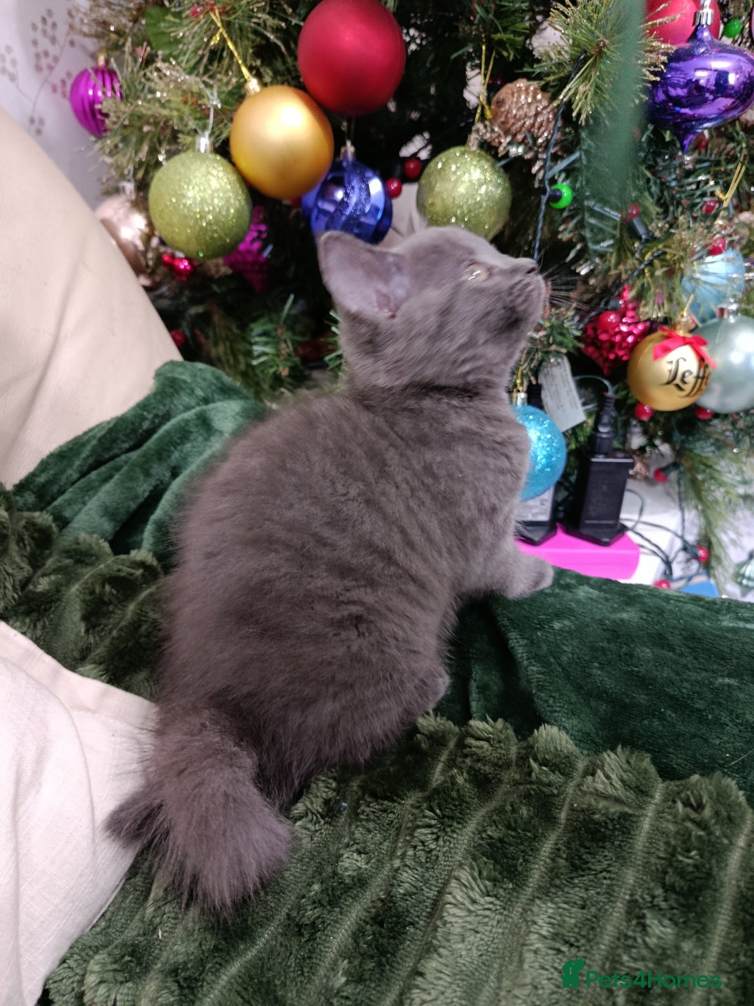 British Shorthair cats for sale: Beautiful kittens  - Advert 5