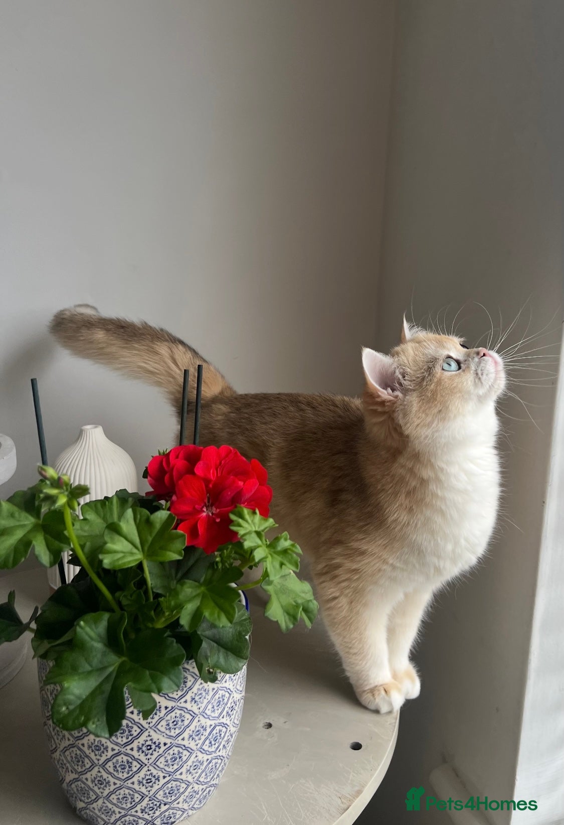 British Shorthair cats Tica Registered Ny12 Golden British Shorthair Girl - Advert 17