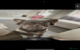 French Bulldog dogs for sale: 💗Fraya the fluffy frenchie 💗 - Image 3