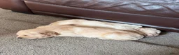 Golden Retriever dogs for sale: Golden Retriever Puppies  - Advert 3