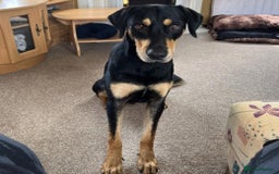 Mixed Breed dogs for adoption: Parker (Hound mix) - Image 5