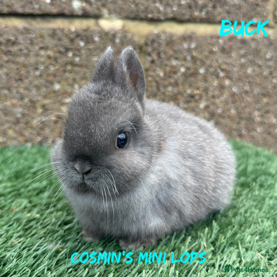 Netherland Dwarf rabbits for sale: Pure breed Netherlands dwarf  - Advert 6