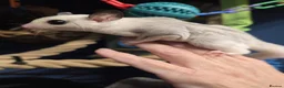 Sugar Glider rodents for sale: Sugar Glider Baby Boys Boy Males Pedigree - Advert 5