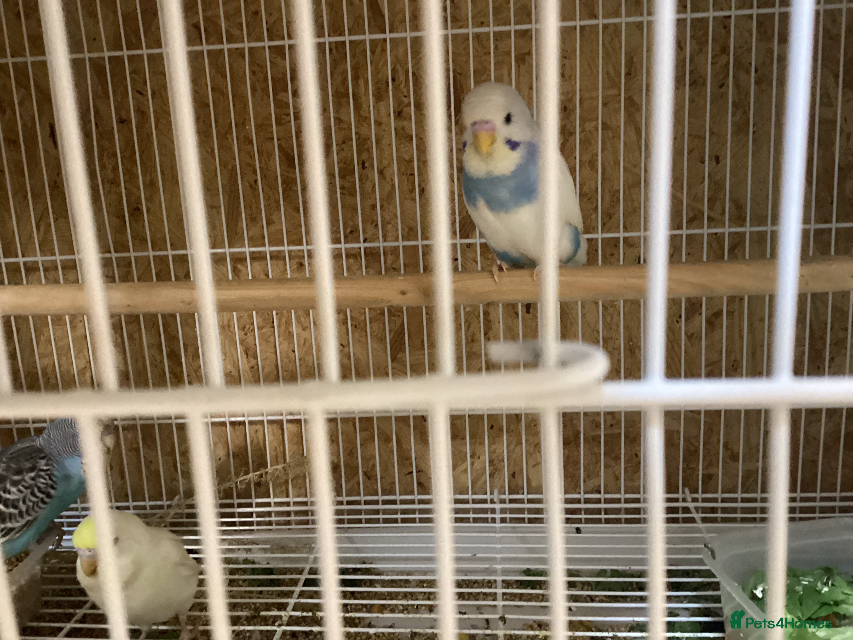 Budgerigars birds Hi I have 3 non flyer or tails missing  - Advert 10