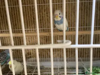 Budgerigars birds Hi I have 3 non flyer or tails missing - Advert 10