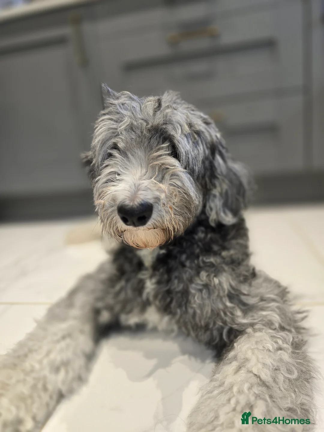 Sheepadoodle dogs for sale: Stunning Sheepadoodle puppy in Northampton - Advert 2