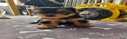 Yorkshire Terrier dogs for sale: Beautiful Yorkshire Terrier Puppy –Lola 🐾💗 - Advert 17