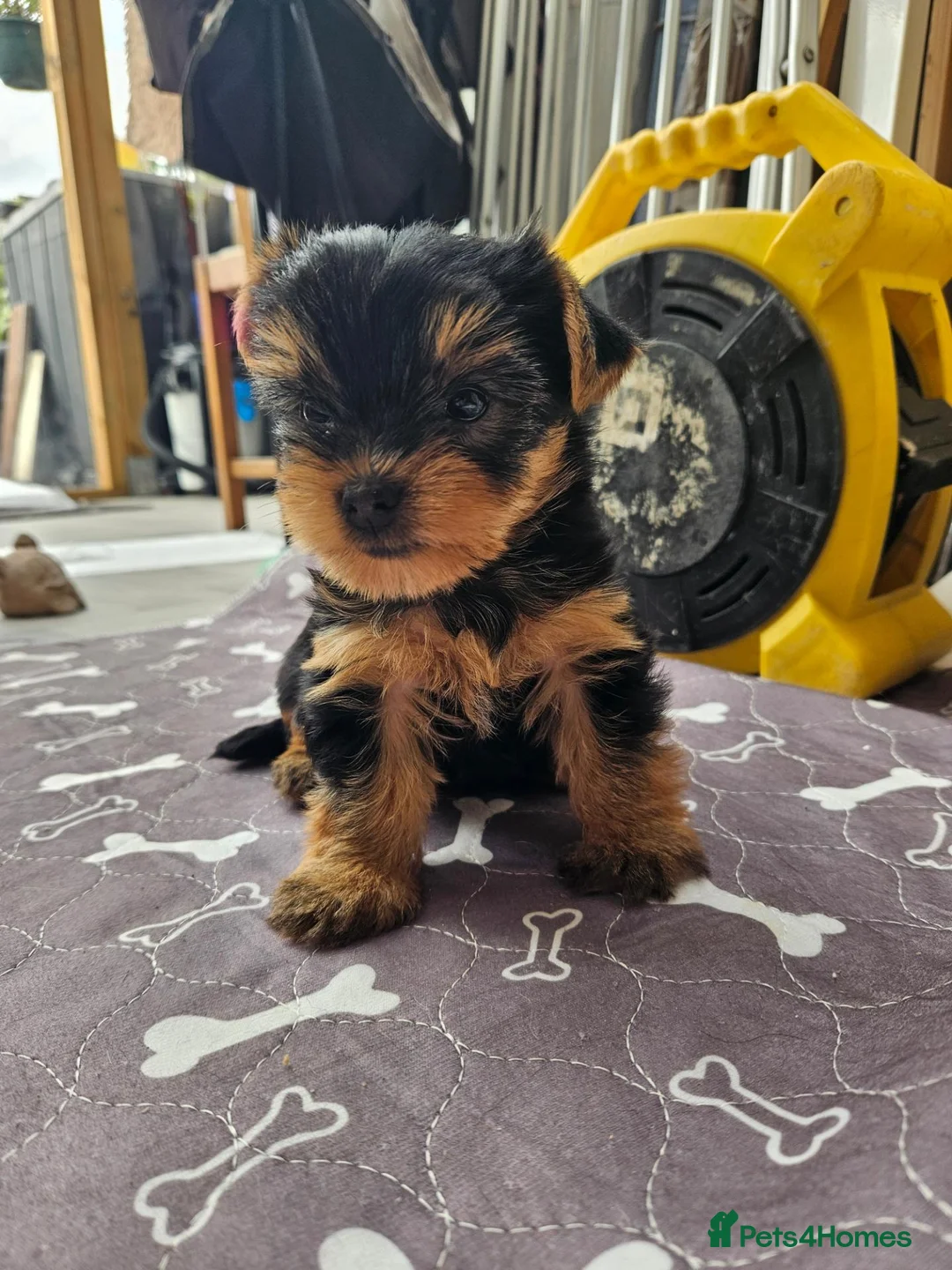 Yorkshire Terrier dogs for sale: Beautiful Yorkshire Terrier Puppy –Lola 🐾💗 - Advert 17